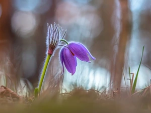 blurry background, Colourfull Flowers, pasque