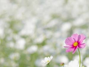 Cosmos, Pink, Bright, background, fuzzy, Flower