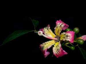 Flowers, Black, background, hibiskus