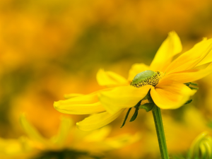 Yellow, Rudbeckia, blurry background, Colourfull Flowers