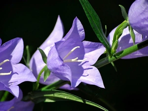 Black, background, Flowers, ringtones, purple