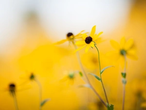 fuzzy, background, Flowers, Rudbeckia, Yellow