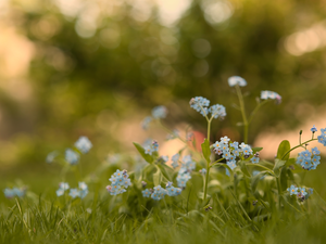 fuzzy, background, Forget, grass, Flowers