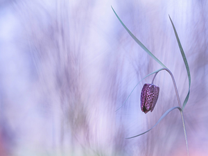 Fritillaria meleagris, blurry background