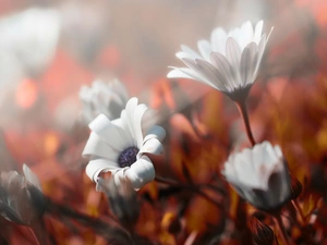 background, Flowers, fuzzy