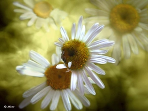 Margaretki, fuzzy, background, flakes