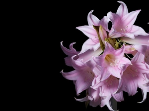 Pink, Black, background, amaryllis