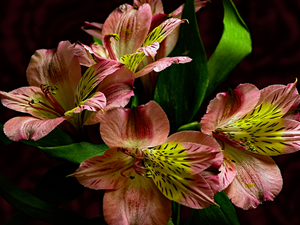 dark, background, Pink, Alstroemeria, Flowers