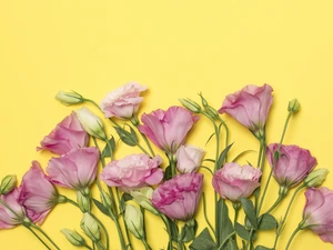 Yellow, background, Pink, Eustoma, Flowers