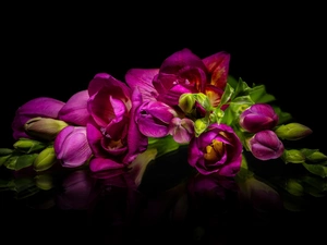 Black, background, Pink, Freesias, Flowers