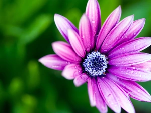 Pink, green ones, background, daisy