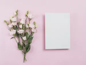 Eustomy, Flowers, Pink, background, card, Pink