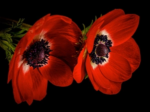 Black, background, Red, Anemones, Flowers