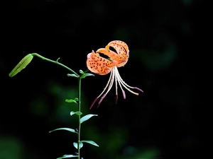 Tiger lily, Black, background