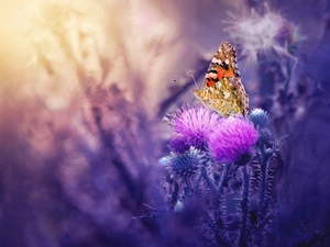 fuzzy, background, undine, Cardui, butterfly