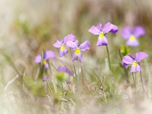 Meadow, Flowers, fuzzy, background, Plants, Violets