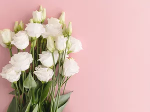 Pink, background, White, Eustomy, Flowers