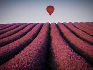 lavender, Balloon