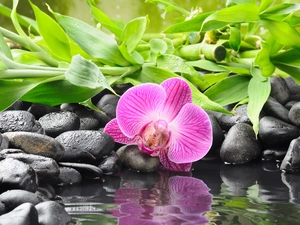 Stones, orchid, bamboo, Colourfull Flowers