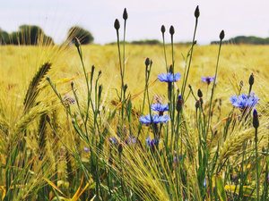 Field, Flowers, cornflowers, barley