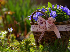 Campanula Portenschlagiana, decorative, basket