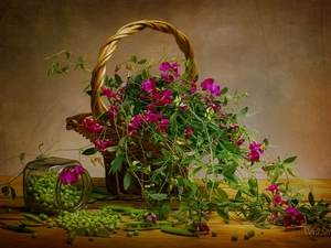 basket, pods, Fragrant Peas, Flowers, composition