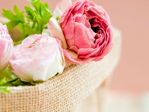 basket, color, Peonies