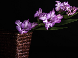 Violet, wicker, basket, gladiolus