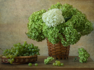 composition, Grapes, Baskets, hydrangeas