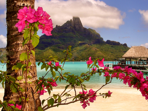 Bougainvillea, Bora Bor, Beaches, Mountains, Ocean