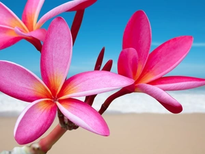 Beaches, sea, Plumeria, pink, Flowers