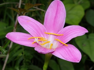 beautiful, Colourfull Flowers