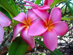 Beauty, Plumeria