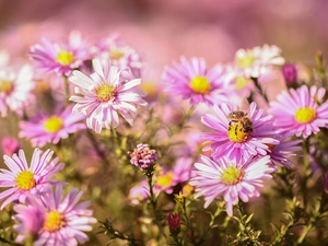 Flowers, bee, Aster, Beetle, Pink