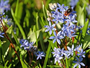 Insect, bee, Blue, squill, Flowers