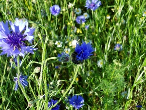 bee, Meadow, cornflowers