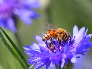 bee, cornflowers
