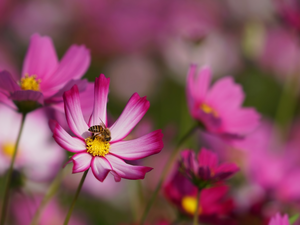 bee, Blossoming, Cosmos