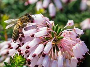 Insect, bee, Pink, Briar, Flowers