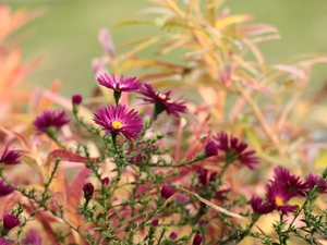 Aster, claret, Flowers, Beetle