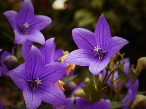 bell, purple, Flowers