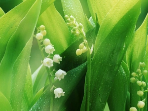 lily of the Valley, bells, dew, White