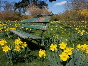 Bench, Daffodils, Garden