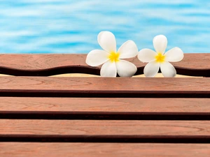 Two cars, Plumeria, Bench, Flowers, Pool