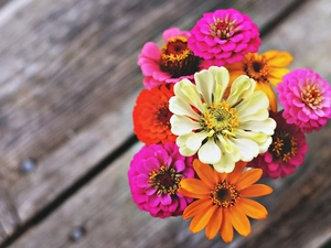 Bench, Flowers, Zinnias