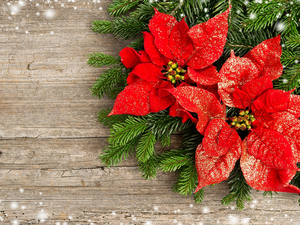 decoration, star of Bethlehem, poinsettia, Christmas