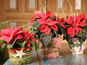 Flowers, star of Bethlehem