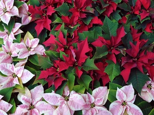 starfish, God, birth, Bethlehem