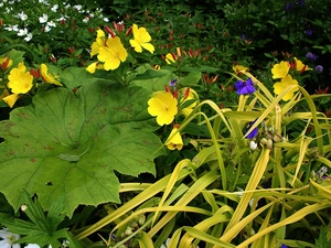 Yellow, Big, leaf, evening primrose