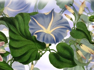 2D Graphics, Flowers, bindweed